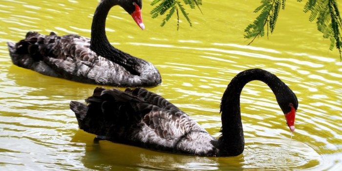 3840x2400 Beautiful Pair Of Black Swans Hd Wallpapers For Laptop Widescreen