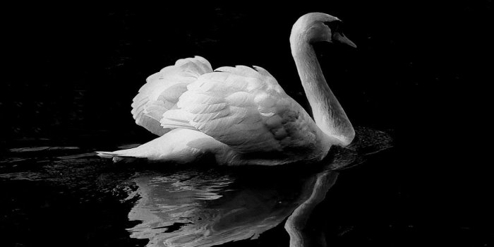 1440x2560 Swan in Lake Wallpaper - iPhone, Android & Desktop Backgrounds in
