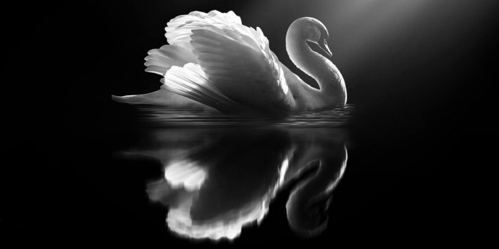 1920x1200 Swan Wallpaper (73+ images)