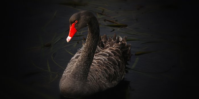 5184x3456 Free stock photo of australian black swan, black swan, cygnus atratus