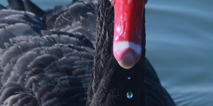 720x1280 Black swan, bird, swim, water, 720x1280 wallpaper | Beautiful birds