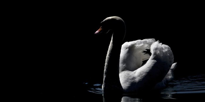 1332x850 Wallpaper dark, swan, photo, beautiful, lake, peaceful, MMaglica