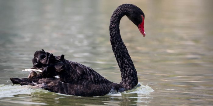 2880x1800 Download wallpapers black swan, lake, beautiful birds, swans