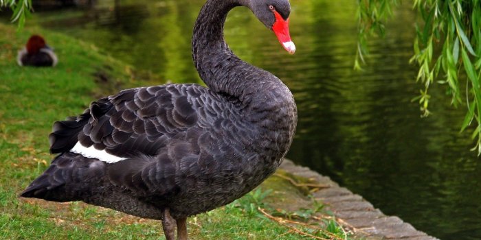 1680x1260 1472197 2560x1440 Beautiful black swan | Animal | Tokkoro.com