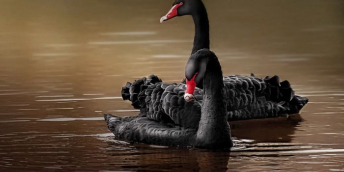 1024x768 Swan Wallpapers HD Pictures – One HD Wallpaper Pictures Backgrounds