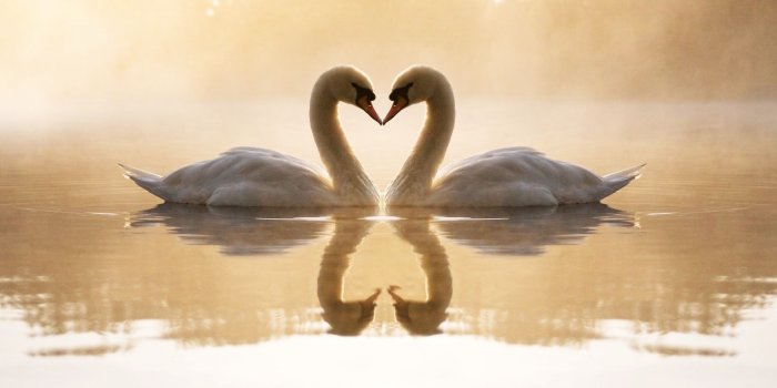 1920x1200 Swans Wallpapers