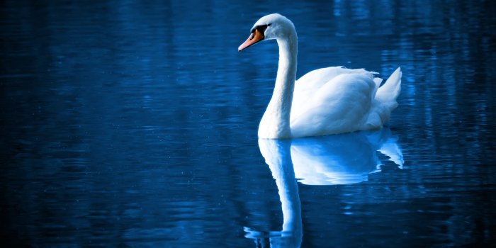 2880x1800 Beautiful Swan ❤ 4K HD Desktop Wallpaper for 4K Ultra HD TV • Wide