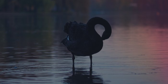 2880x1800 Swan Wallpaper (73+ images)
