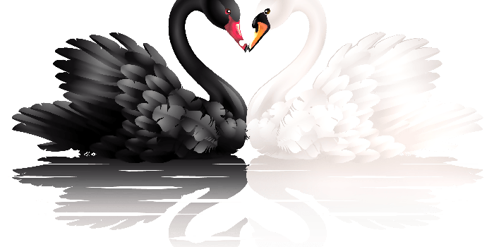 2748x1698 White and black swans with heart shape clipart 0 | Swan Crossing in