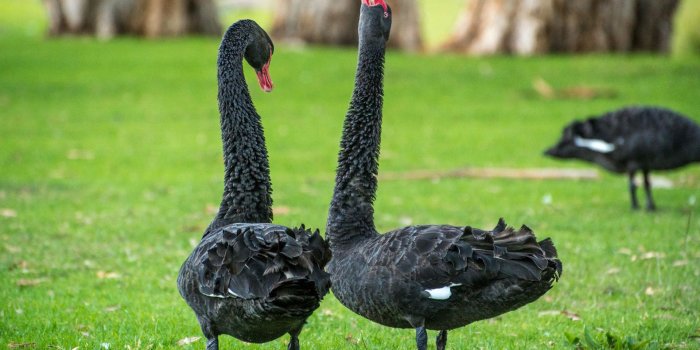 1920x1200 Black Swan HD Wallpaper | BigHDWalls