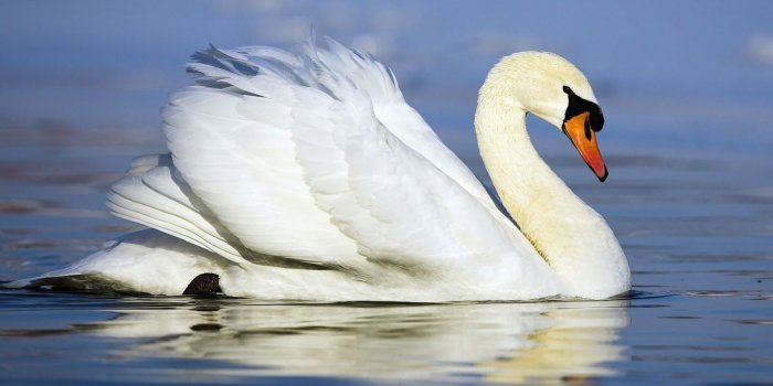 1600x900 Swan wallpaper | 1600x900 | #179