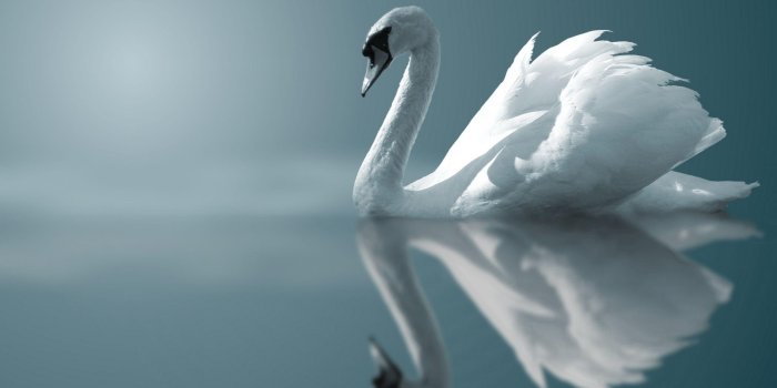 2560x1600 Swan Wallpapers