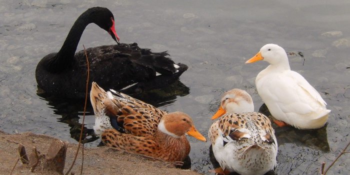 1332x850 Wallpaper lake, pond, background, widescreen, Wallpaper, duck