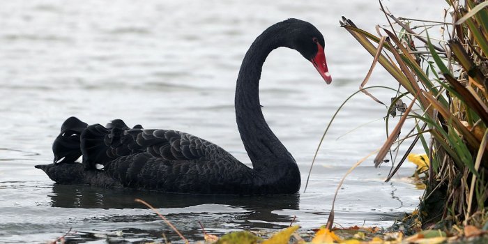 1600x900 The Black Swan of North Tonawanda – The Buffalo News