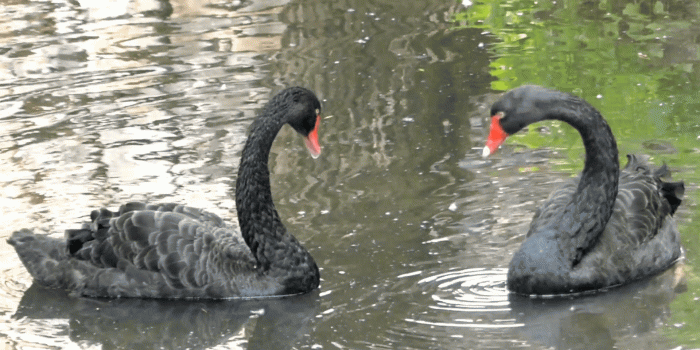 1920x1080 Two Beautiful Black Swans Swimming in the Lake. One Cleaning Himself. Stock  Video Footage - Storyblocks Video
