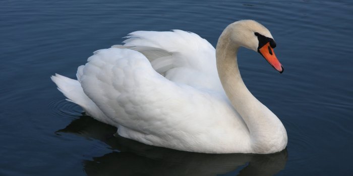 3888x2592 Image result for rajhans bird | Tea saucer | Mute swan, Swan, Swan