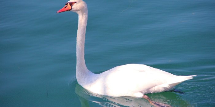 2560x1440 Swans - Barbaras HD Wallpapers
