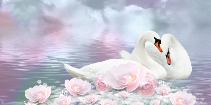 1920x1080 Swan Wallpapers Gallery (48+ images)