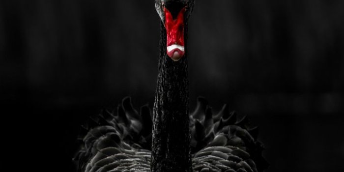 878x1170 The other Black Swan - Imgur