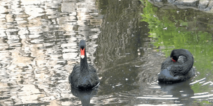 1920x1080 Two Beautiful Black Swans Swimming in the Lake. One Cleaning Himself. Stock  Video Footage - Storyblocks Video
