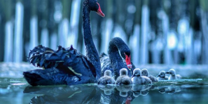 1920x1200 Download wallpapers black swans, lake, chicks, swans, beautiful