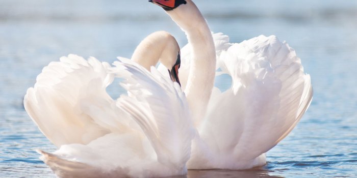 2560x1600 69+ Swan Wallpapers on WallpaperPlay