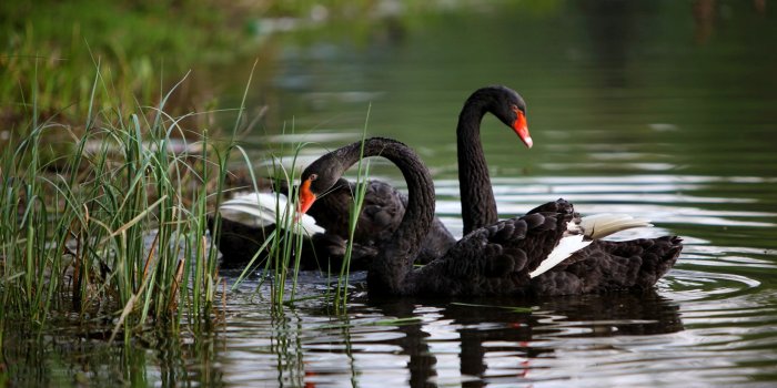 2560x1440 Black swans Wallpaper #19724