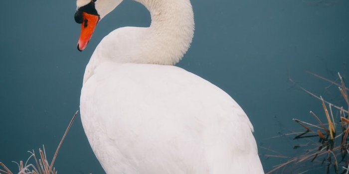 1000x1333 500+ Swan Pictures [HD] | Download Free Images on Unsplash