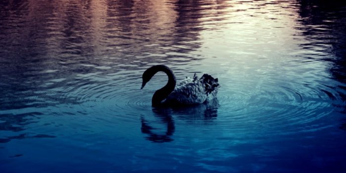 1440x846 Swans Birds Hd Wallpaper | Free HD Wallpapers