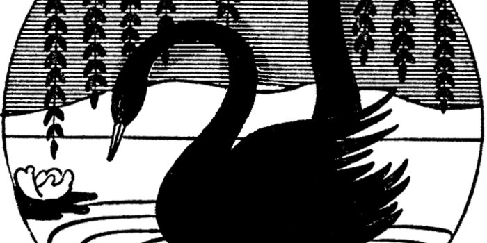 1797x1800 7 Best Free Swan Images!