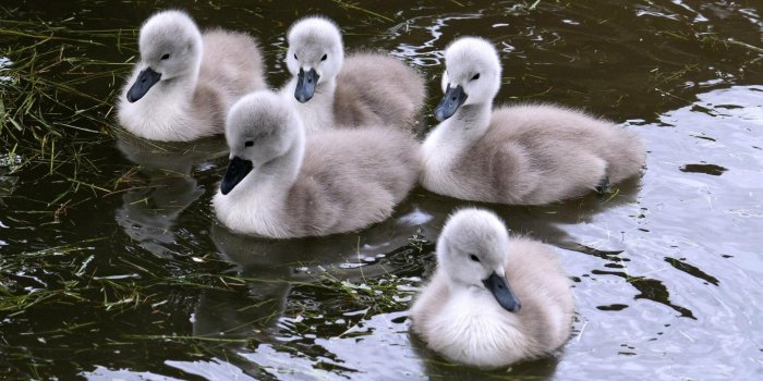 1920x1080 Beautiful Baby Swans HD desktop wallpaper : Widescreen : High
