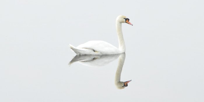 3840x2160 White Swan on Water Wallpaper - iPhone, Android & Desktop Backgrounds