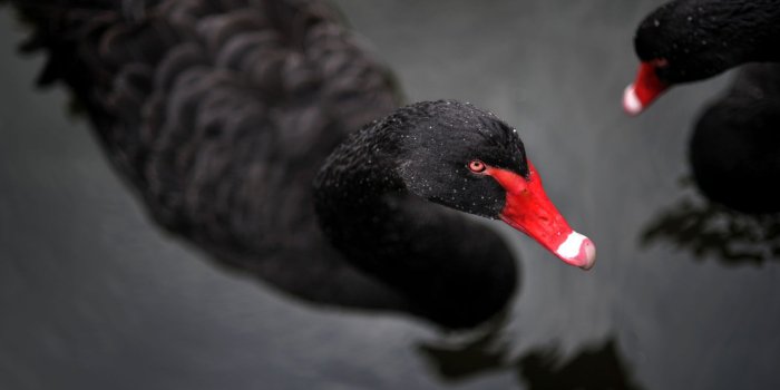 1920x1080 High Definition Wallpaper Of A Beautiful Black Swan | PaperPull