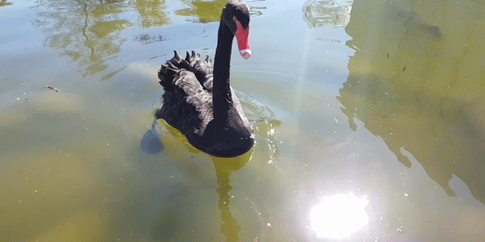 1920x1080 Beautiful Black Swan Swimming With The Fish In A Pond - 4K Resolution Ultra  HD UHD Stock Video Footage - Storyblocks Video