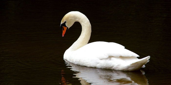 1600x1200 Free download wallpapers Swan Wallpapers [1600x1200] for your