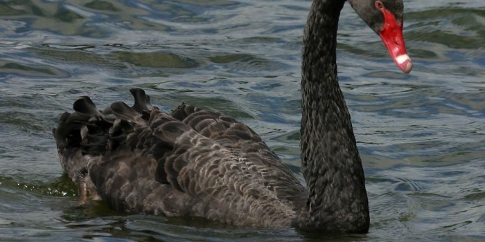 1152x864 More Beautiful Swan Wallpaper | FLgrx Graphics
