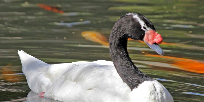 1920x1417 Beautiful Swans Birds Image