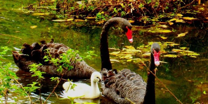 1024x768 Black Swan family, the cygnet is a beautiful cream colour.…