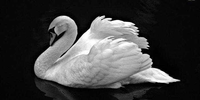 1920x1080 Black and white Swan wallpaper - Animal wallpapers - #4830