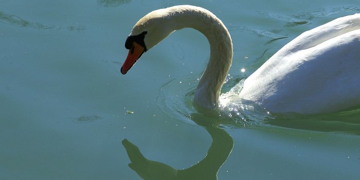 1920x1201 Swan Wallpaper - Wallpapers Browse
