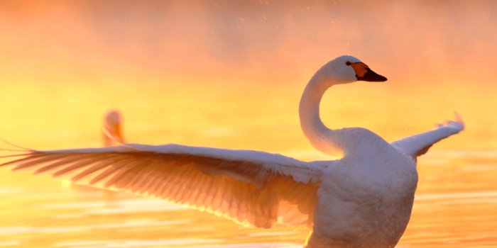 1920x1440 60+ Swan Wallpapers - Download at WallpaperBro