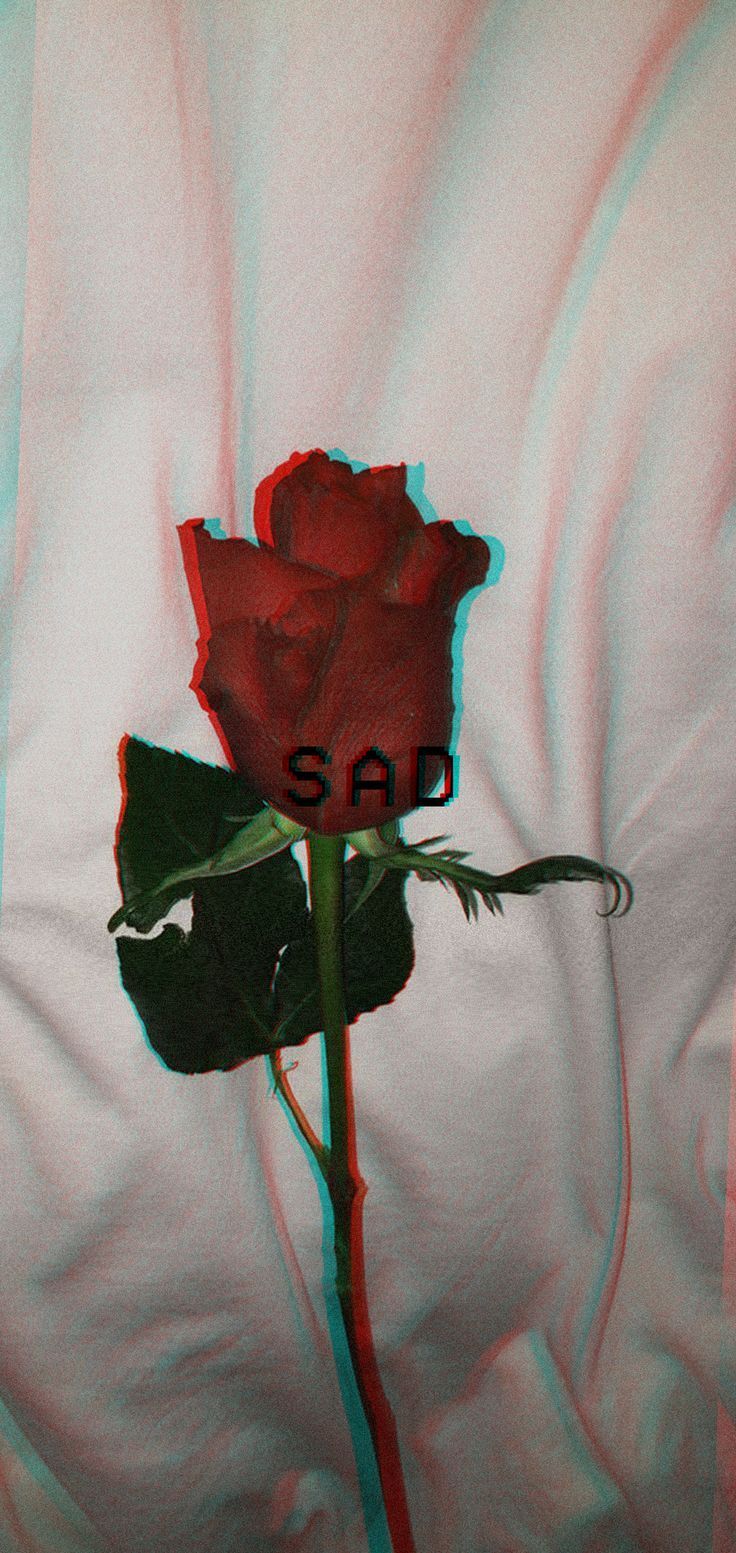 736x1553 SAD Wallpaper Roses Rose 1080x2280 - #1080x2280 #rose #Roses #SAD