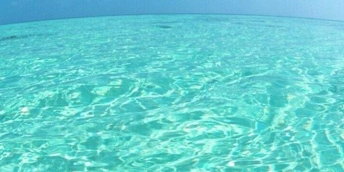 700x1244 ▷ 1001 + ideas for cute wallpapers that bring the summer vibe