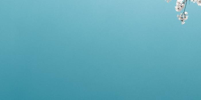 900x1355 iPhone Wallpaper | Blossom, Blue, Flower, Cherry blossom, Sky, Spring