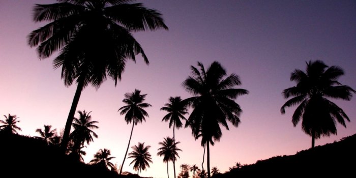 1520x810 Palm Tree Tumblr Wallpaper | Amazing Wallpapers