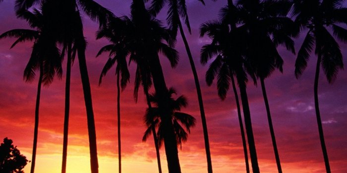 1280x1024 55+ Hipster Palm Tree Wallpapers - Download at WallpaperBro