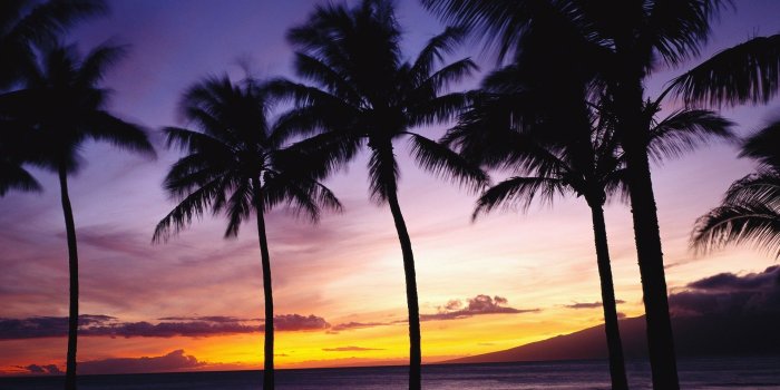 1920x1080 California Palm Trees Wallpaper (48+ images)