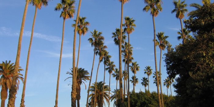 2592x1944 Palm trees tumblr vintage California Pictures Of Palm Trees