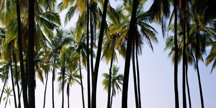 1920x1080 Beautiful Palm Trees Tumblr Vertical California