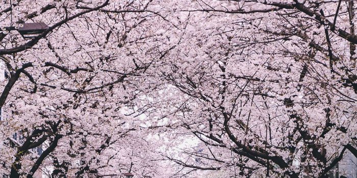 1000x1778 Japan Cherry Blossom Wallpapers — Barrett